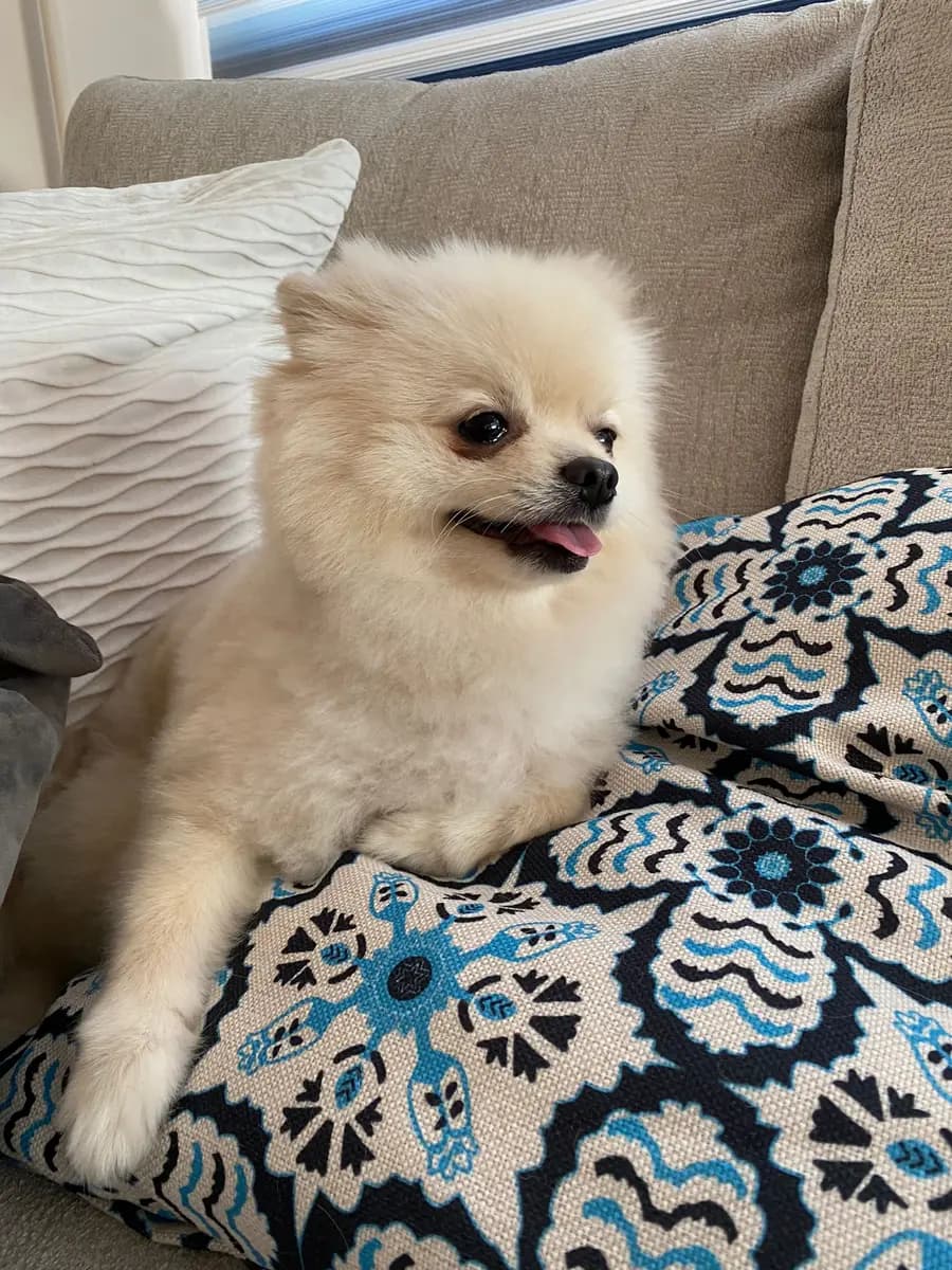 JJay relaxing on a patterned couch with his tongue out
