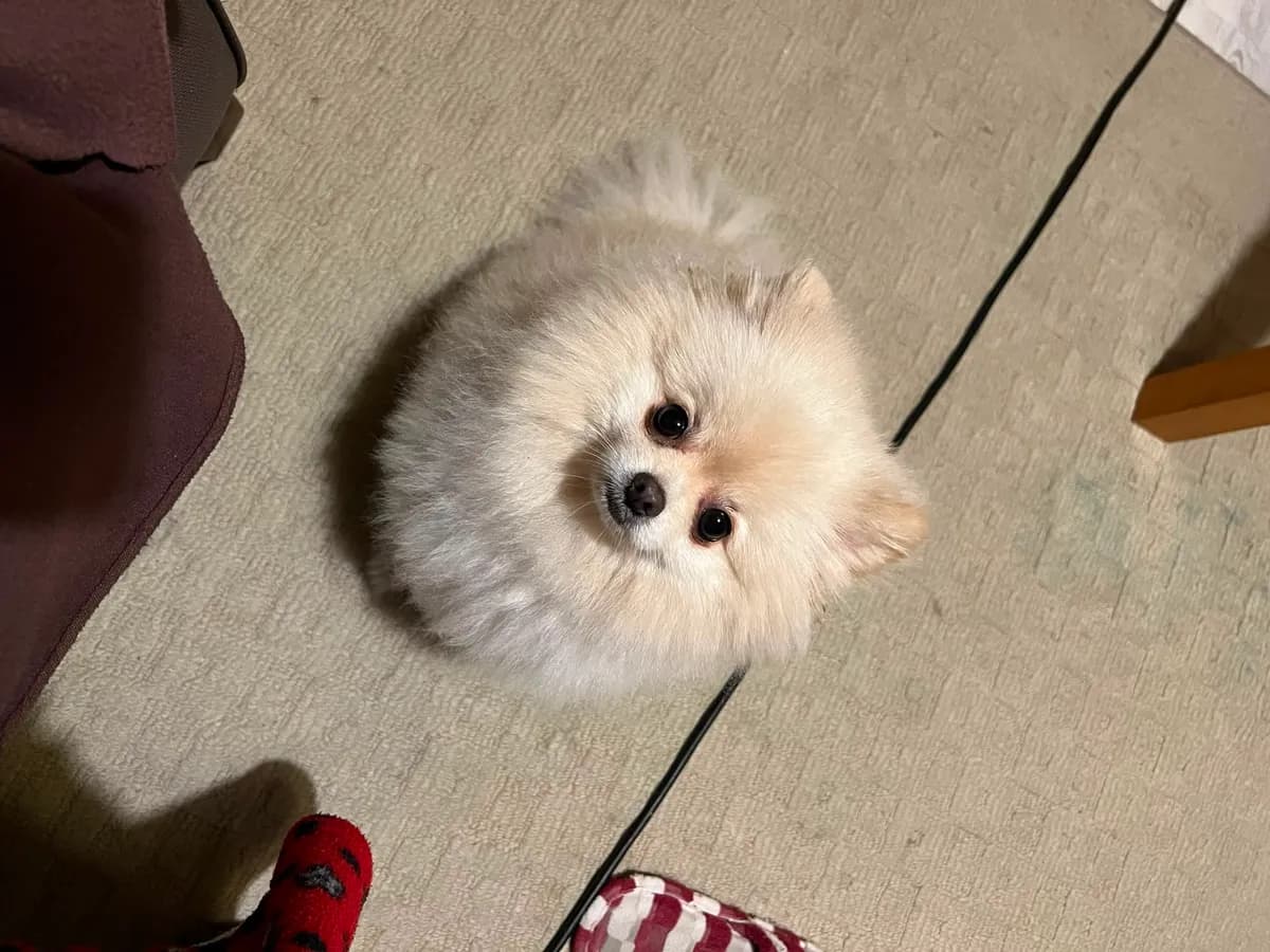The real JJay, a white Pomeranian, looking up at the camera